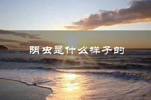 阴虫是什么样子的